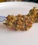 Critical + fem (Dinafem Seeds) семена конопли