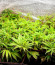 Deepforest Super Auto fem (Doctor’s Choice) семена конопли