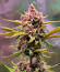 Strawberry Gorilla Auto RF3 fem (FastBuds) семена конопли