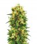Семена марихзуаны Tangerine Dream Auto от Barney's Farm