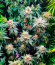 Persian Pie fem (Green House Seeds) семена конопли