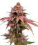 Persian Pie fem (Green House Seeds) семена конопли