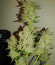 Blue Gelato 41 (Barney's Farm) семена конопли