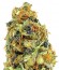 K.O. Kush fem семена конопли