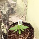 purple-juice-auto-fem-herbies-seeds.jpg