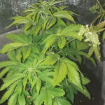 lowryder-auto-regular-doctors-choise.jpg
