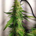rock-machine-auto-fem-doctors-choise.jpg