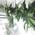 auto-white-widow-fem-pyramid-seeds.jpeg