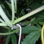 auto-new-york-city-pyramid-seeds.jpg