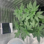 critical-kush-fem-barneys-farm.jpeg