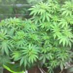 lsd-25-auto-fastbuds.jpeg
