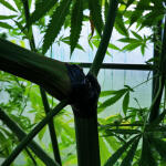 crystal-candy-fem-sweet-seeds.jpg
