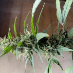 niagara-auto-fem-doctors-choise.jpg