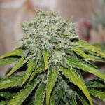 northern-lights-pyramid-seeds.JPG