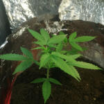 auto-new-york-city-pyramid-seeds.jpg