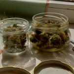 original-auto-og-kush-fem-fastbuds.jpg