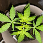 auto-new-york-city-fem-pyramid-seeds.jpeg