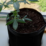 auto-white-widow-fem-pyramid-seeds.jpg