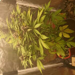 lsd-25-auto-fem-fastbuds.jpg