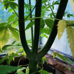 crystal-candy-fem-sweet-seeds.jpg