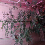 auto-bubble-gum-fem-00-seeds.jpg