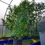 crystal-candy-fem-sweet-seeds.jpg