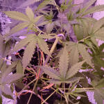 original-auto-og-kush-fem-fastbuds.jpg