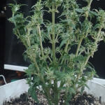 original-auto-white-widow-fem-fastbuds.jpeg