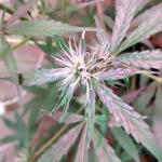 auto-bubble-gum-fem-00-seeds.jpg