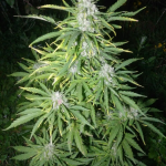 gorilla-glue-auto-fastbuds.png