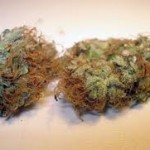 Pineapple_Chunk_Barneys_Farm.jpg