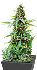 Glue Gelato Auto fem (Barney's Farm) семена конопли