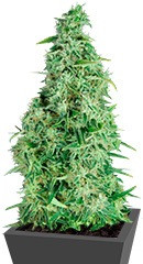 Incredible Bulk Auto fem (Dr. Krippling Seeds) семена конопли