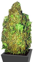 Short & Sweet Auto fem семена конопли