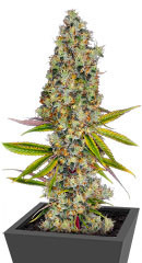 Rainbow Road fem (Paradise Seeds) семена конопли