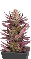 Mimosa X Orange Punch fem (Barney's Farm) семена конопли