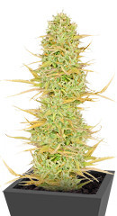 Original Auto White Widow fem (FastBuds) семена конопли