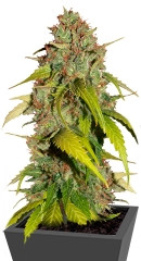 Sweet Tai fem (Sweet Seeds) семена конопли