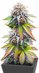 Keep Frosted Guava Autoflower fem (Seedkeepers) семена конопли