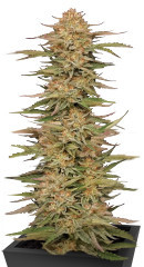 Orange Creampop fem (Humboldt Seed Company) семена конопли