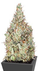 Total Paralysis fem (Heavyweight Seeds) семена конопли
