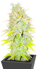 Candy Kush Fast Version fem (Easy Grow Seeds) семена конопли