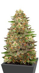 Green Gelato fem (Royal Queen Seeds) семена конопли