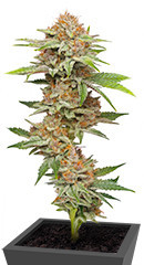 Blueberry Muffin fem (Humboldt Seed Company) семена конопли