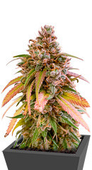 Nori Cake fem (Green House Seeds) семена конопли