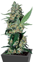 Green Poison F1 Fast Version fem (Sweet Seeds) семена конопли