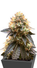 Runtz Punch fem (Herbies Seeds) семена конопли