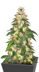 Blue Gelato 41 (Barney's Farm) семена конопли