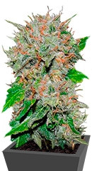 Deep Mandarine CBD fem (Delicious Seeds) семена конопли