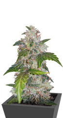 Auto White Widow fem (Pyramid Seeds) семена конопли
